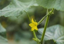 晚黄瓜什么时候种