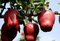 天水花牛苹果几月成熟