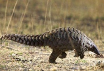 穿山甲的天敌是谁