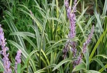 吉祥草和麦冬有什么不同 从产地、叶子、果实、花期上来区分