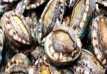 鲍鱼能生吃吗 生吃鲍鱼有哪些注意事项