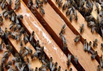 我国哪里的养蜂人最多 其他养蜂较多的地区还有哪里