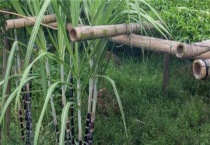 甘蔗长侧芽爆芽过多的原因？