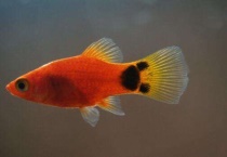 米奇鱼一次生多少小鱼