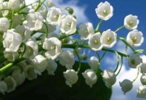 铃兰叶子怎么剪