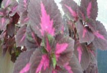 老来俏花有毒吗？