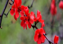 红梅是落叶还是常绿植物 附梅花在我国的历史