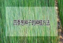 四季葱种子的种植多久？