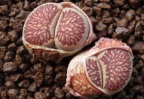 生石花蜕皮可以撕开吗？