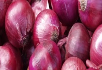 洋葱和葱头是不是同一种菜 洋葱的栽培技术