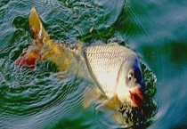 秋季钓鲤鱼实用技巧 饵料配方有哪些？