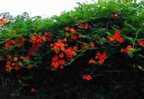 中华凌霄花和美国凌霄花的区别？