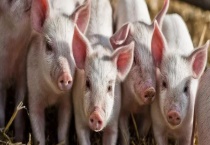 非洲猪瘟有没有自愈的情况 附其基本介绍