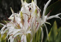 文殊兰叶子下垂