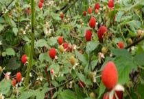 空心泡的果可以吃吗？附其产地及生长习性