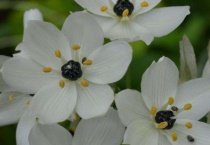 万年青为什么会开白花