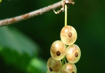 灯笼果和姑娘果的区别？