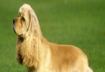 一只可卡犬多少钱 如何鉴别可卡犬的种类