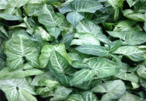 合果芋如何扦插