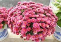 千头菊一年开几次