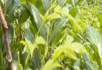 怎样区分莓茶和溪黄草 从科属、产地、外观、功效上来区分