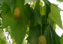 悬铃木是常绿还是落叶乔木 附其繁殖多久？