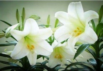 卷莲花和百合花的区别？