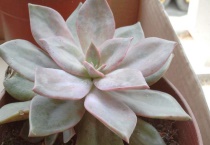 姬胧月多肉有毒吗？