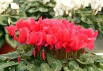 仙客来叶子发黄的原因及处理多久？