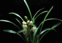 兰花能淋雨水吗？