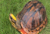 金钱龟和石金钱龟的区别？ 外观、闭合程度、腹甲和背甲均有区别？