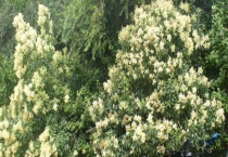 女贞是常绿还是落叶植物 附生长习性