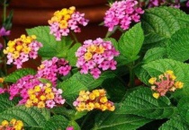 五色梅能养几年