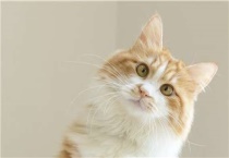 猫能吃三文鱼吗？