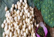 新鲜莲子能不能生吃 生吃莲子有什么好处