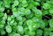 铜钱草怕冻吗？