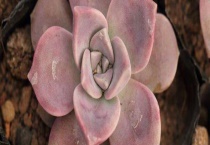 紫乐和胧月有什么区别？？