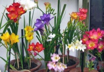 香雪兰冬天会冻死吗？