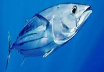 金枪鱼的价格是多少钱一斤？附养殖要点