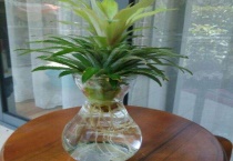 菠萝头可以一直水培吗？