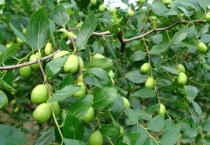 冬枣嫁接时间和多久？