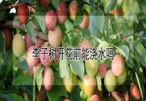 李子树开花前能浇水吗？