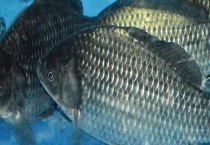 夏季野钓鲫鱼饵料搭配推荐 详细如下