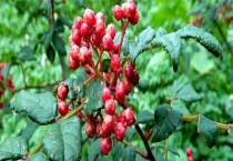 胡椒和花椒的区别？ 附胡椒和花椒的主要产地