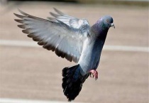 斑鸠和鸽子有什么区别？？