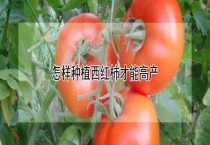 怎样种植西红柿才能高产