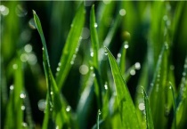 麦子出苗后多长时间浇水好