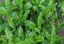 清香木的繁殖方法 附其繁殖多久？