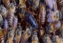 春繁加脾应该遵循什么原则 附具体要求