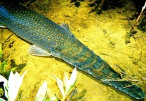 扁扁的淡水鱼叫什么鱼